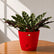 calathea varieties