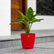 top calathea zebrina plant online