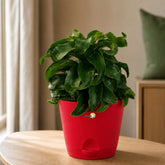 Unique Indoor Ornamental Plant