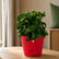 Unique Indoor Ornamental Plant