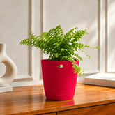 fern plant online