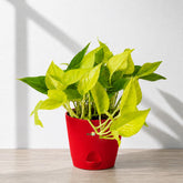 golden money plant