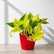 golden money plant