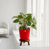 red homalomena rubescens