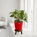 red homalomena rubescens