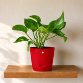 red jade pothos