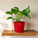 red jade pothos