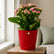 Kalanchoe Pink