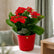 Kalanchoe Red