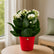 Kalanchoe White