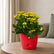 Kalanchoe Yellow