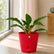 buy mandarin orange plant
