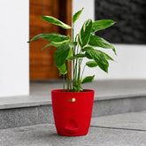 red maranta arundinaceaarrowroot