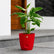 red maranta arundinaceaarrowroot
