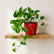 Marble Queen Pothos