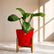red peace lilyspathiphyllum
