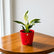 Philodendron Birkin