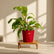 red philodendron ceylon gold