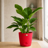congo green philodendron