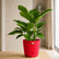 congo green philodendron