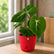 Philodendron Gloriosum