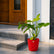 semi indoor plants