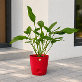joepii philodendron plant