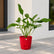 joepii philodendron plant