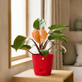 buy philodendron pink princess