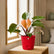 buy philodendron pink princess