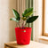 philodendron red congo plant