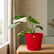 red philodendron white princess