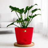 red philodendron xanadu