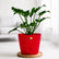 red philodendron xanadu