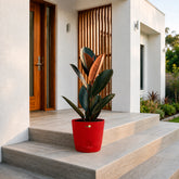 red rubber ficus black