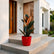 red rubber ficus black