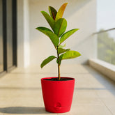 red rubber plant ficus elastica