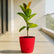 red rubber plant ficus elastica