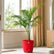 Sayagra Palm
