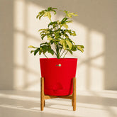 schefflera indoor plant