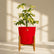 schefflera indoor plant