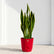 Sansevieria Laurentii Yellow (Snake Plant)