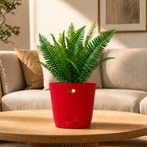 red sword fern