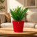 red sword fern