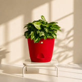 red syngonium pixie