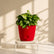red syngonium pixie
