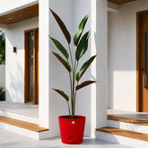 red wheat calathea plant
