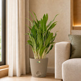 white stem aglaonema