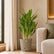 white stem aglaonema