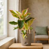 aglaonema verities